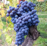 Víno králů Barolo v Praze 